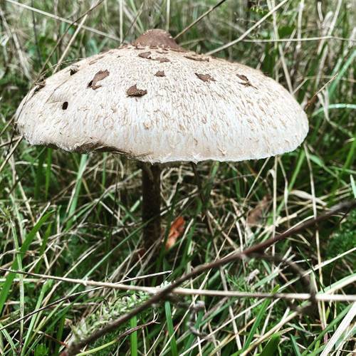 nadchodzi najlepsza pora roku! Zwiastowana takimi oto dobrodziejstwami ogrodu 🥰
.
.
.
#starydom #ogród #garden #mushrooms #wildmushrooms #autumn #jesień #wieś #grzyb #grzybobranie #wrzesień #las #ogródek #kania #czubajkakania #🍄 #sielsko #remont #slowliving #slowlife #lubuskie